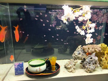 マクセル アクアパーク品川に投稿された画像（2022/3/20）