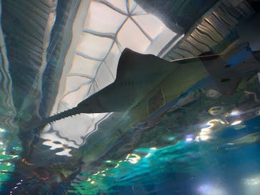 マクセル アクアパーク品川に投稿された画像（2022/3/20）