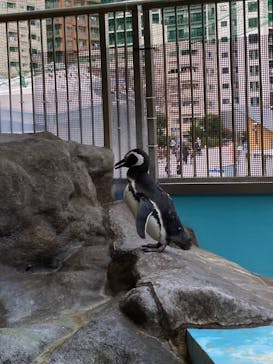 しながわ水族館に投稿された画像（2022/3/20）