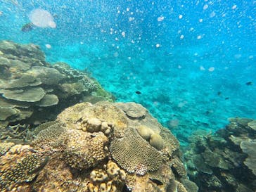 マリンクラブ ベリー 那覇店に投稿された画像（2022/3/20）