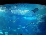 新江ノ島水族館に投稿された画像（2022/3/20）