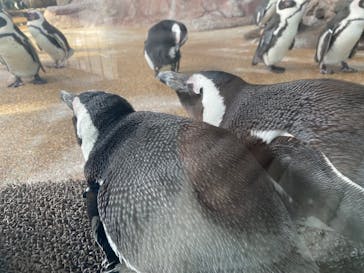 京都水族館に投稿された画像（2022/3/20）