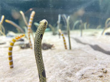 京都水族館に投稿された画像（2022/3/20）