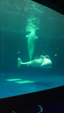 島根県立 しまね海洋館に投稿された画像（2022/3/20）