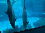 名古屋港水族館に投稿された画像（2022/3/20）