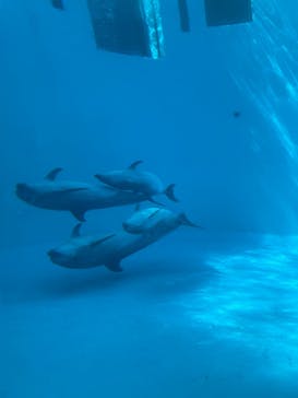 名古屋港水族館に投稿された画像（2022/3/20）