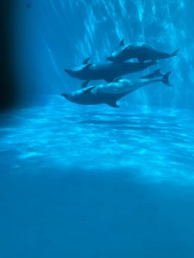 名古屋港水族館に投稿された画像（2022/3/20）
