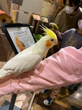 Moff animal world MARK IS みなとみらい店に投稿された画像（2022/3/20）