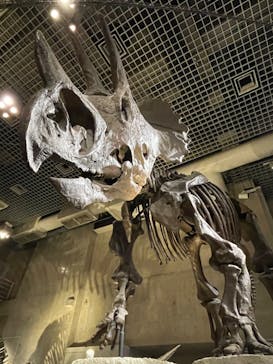 国立科学博物館に投稿された画像（2022/3/20）