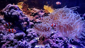 しながわ水族館に投稿された画像（2022/3/20）
