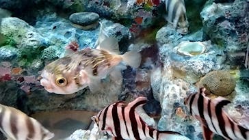 しながわ水族館に投稿された画像（2022/3/20）