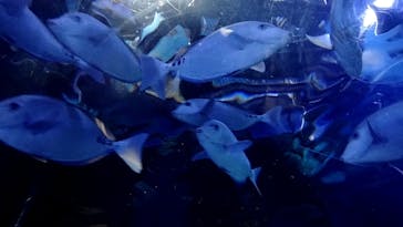 しながわ水族館に投稿された画像（2022/3/20）