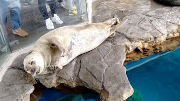 しながわ水族館に投稿された画像（2022/3/20）