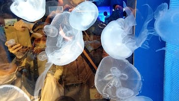 しながわ水族館に投稿された画像（2022/3/20）