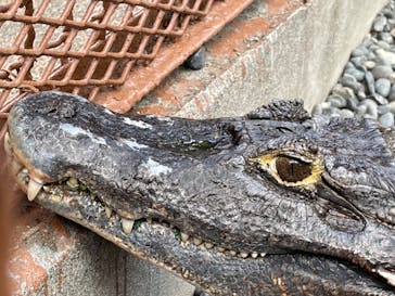 熱川バナナワニ園に投稿された画像（2022/3/20）