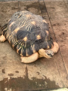 熱川バナナワニ園に投稿された画像（2022/3/20）