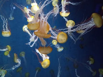 新江ノ島水族館に投稿された画像（2022/3/20）