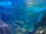 新江ノ島水族館に投稿された画像（2022/3/20）