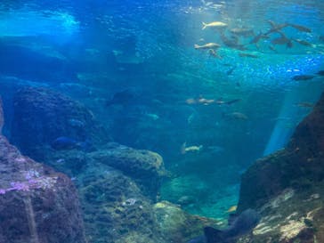 新江ノ島水族館に投稿された画像（2022/3/20）
