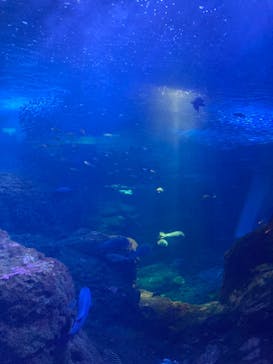 新江ノ島水族館に投稿された画像（2022/3/20）