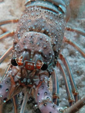 ゼロ距離水族館 伊勢シーパラダイスに投稿された画像（2022/3/20）