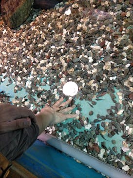 ゼロ距離水族館 伊勢シーパラダイスに投稿された画像（2022/3/20）