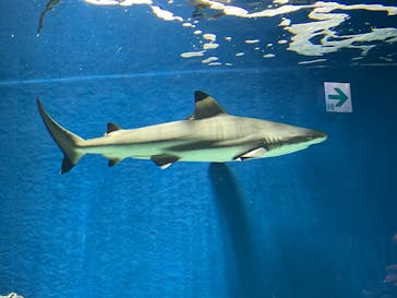 マクセル アクアパーク品川に投稿された画像（2022/3/20）