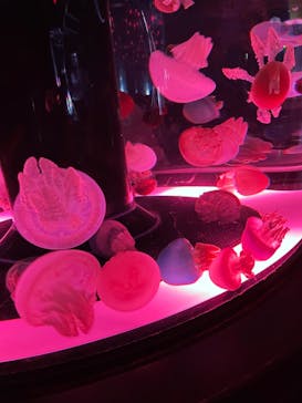 マクセル アクアパーク品川に投稿された画像（2022/3/20）