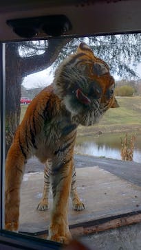 秋吉台自然動物公園 サファリランドに投稿された画像（2022/3/20）