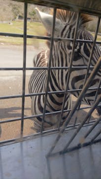 秋吉台自然動物公園 サファリランドに投稿された画像（2022/3/20）