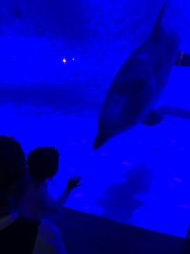 アクアワールド茨城県大洗水族館に投稿された画像（2022/3/20）