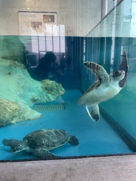 大分マリーンパレス水族館 「うみたまご」に投稿された画像（2022/3/20）