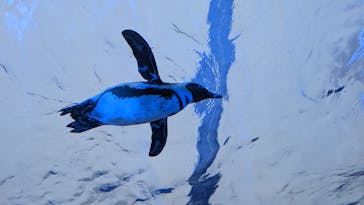 サンシャイン水族館に投稿された画像（2022/3/20）