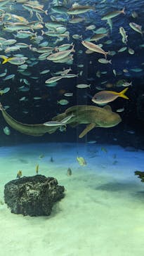 サンシャイン水族館に投稿された画像（2022/3/20）