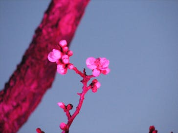 せんだい農業園芸センター　みどりの杜に投稿された画像（2022/3/20）