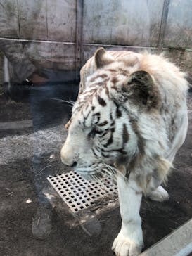 伊豆アニマルキングダムに投稿された画像（2022/3/20）