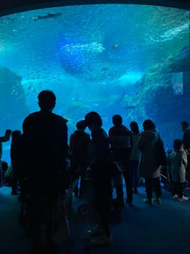 新江ノ島水族館に投稿された画像（2022/3/20）