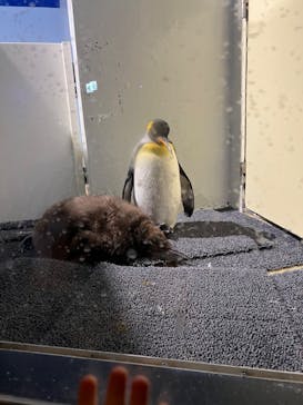 マクセル アクアパーク品川に投稿された画像（2022/3/20）