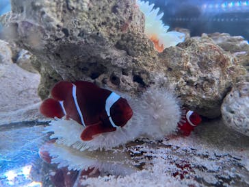 マクセル アクアパーク品川に投稿された画像（2022/3/20）