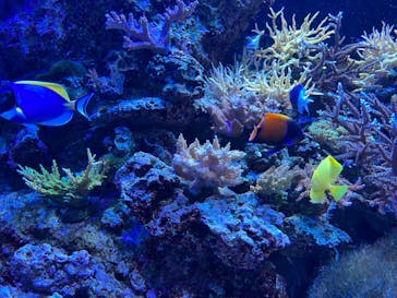 マクセル アクアパーク品川に投稿された画像（2022/3/20）