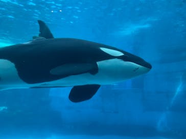 名古屋港水族館に投稿された画像（2022/3/20）