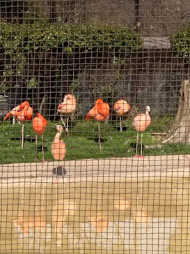 天王寺動物園に投稿された画像（2022/3/20）