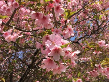 いばらきフラワーパークに投稿された画像（2022/3/20）