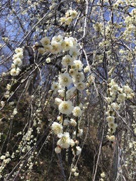 いばらきフラワーパークに投稿された画像（2022/3/20）