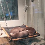 サンシャイン水族館に投稿された画像（2022/3/20）