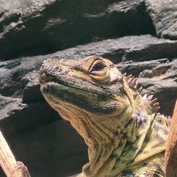 サンシャイン水族館に投稿された画像（2022/3/20）