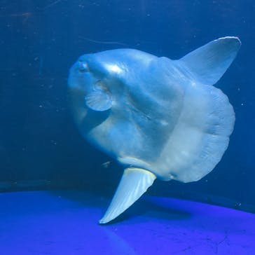 サンシャイン水族館に投稿された画像（2022/3/20）