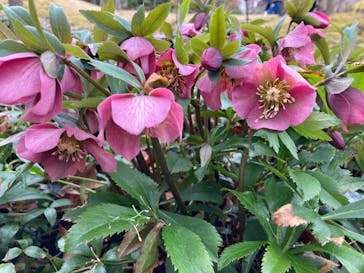 彫刻の森美術館に投稿された画像（2022/3/20）