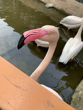 神戸どうぶつ王国に投稿された画像（2022/3/20）