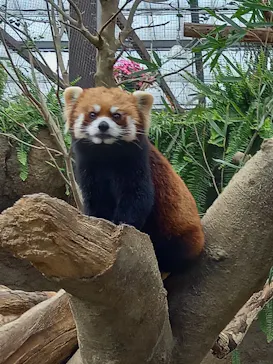 神戸どうぶつ王国に投稿された画像（2022/3/20）